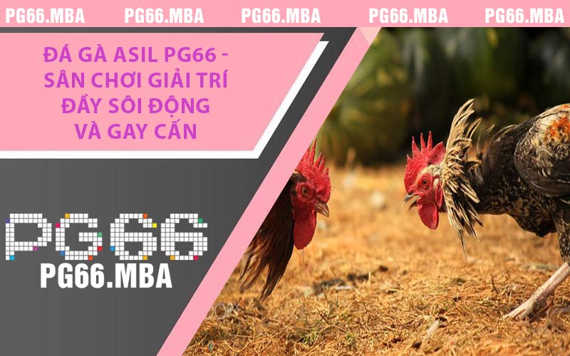 Đá Gà Asil PG66 - Sân Chơi Giải Trí Đầy Sôi Động Và Gay Cấn